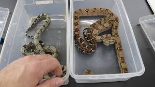 The Difference Between BCC vs BCI with Multiple Boa Constrictor Examples [upl. by Malcolm]