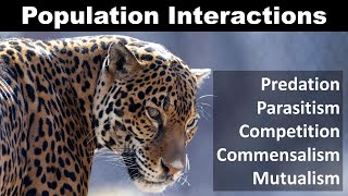 Population Interaction Predation Competition Parasitism Commensalism mutualism [upl. by Mccahill]