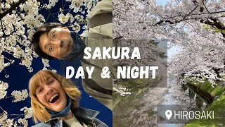 Hirosaki Cherry Blossoms  Day and Night Sakura [upl. by Navar461]