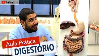 Sistema Digestório 55 Aula prática com Wedson Vilanova  Anatomia etc [upl. by Tail333]