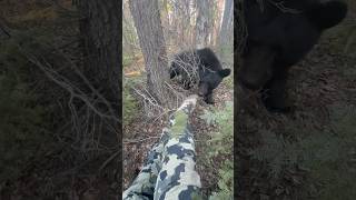 He’s just a curious little guy 😁 bear outdoors hunting camoflage woods blackbear wildlife [upl. by Enilarac231]