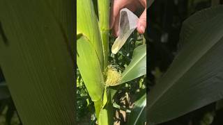 Gardening tip hand pollinate your corn if you’re growing in a small patch growsomefood gardening [upl. by Winshell]