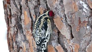 Woodpeckers  Calming Relaxing Video [upl. by Suiravad]