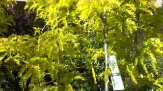 Sunburst Golden Locust shade tree [upl. by Edla]