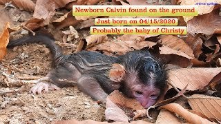 Heart Broken Found newborn monkey on the ground without mom Baby just freshly born [upl. by Rudd]