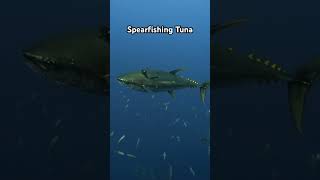 Spearfishing Tuna 🍣 Indonesia AquaticApes spearfishing tuna fishing [upl. by Barbarese881]