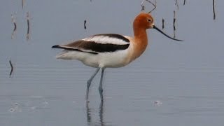 American Avocet [upl. by Aurlie]