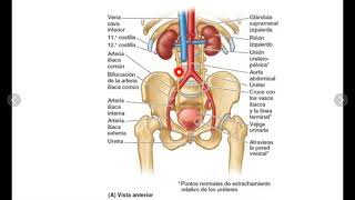 ANATOMÍA DEL APARATO URINARIO vejiga y uretra [upl. by Blaine742]