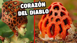 El hongo jaula roja corazón del diablo o CLATHRUS sus CURIOSIDADES y CARACTERÍSTICAS 🍄😱 [upl. by Popele]