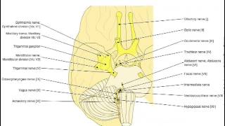 IMAIOS eanatomy [upl. by Cirdec]