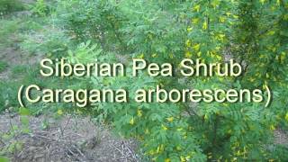 Siberian Pea Shrub From Flower to Harvest [upl. by Acceb]