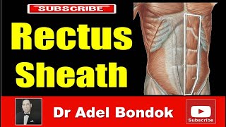 Rectus Sheath Dr Adel Bondok Making Anatomy Easy [upl. by Alliuqaj]