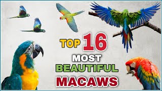 16 most beautiful macaws on planet earth  Types of macaw  Macaw species  Macaw parrot [upl. by Anirdnaxela158]