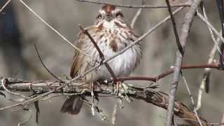 Song Sparrow Calling [upl. by Hoopen830]