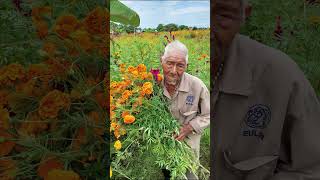 Apoyemos a los campesinos mexico🇲🇽 cultura cosecha diademuertos [upl. by Itraa]