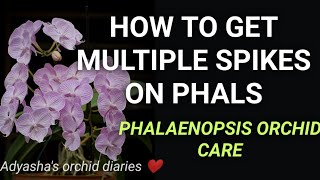 Phalaenopsis orchids care How to get multiple spikes on orchids [upl. by Emmery]