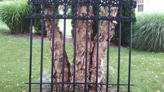 Cemetery Fence [upl. by Eelyam]