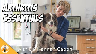 Preventing a life of PAIN dog arthritis masterclass [upl. by Nahej]