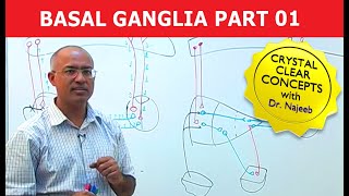 Basal Ganglia  Neuroanatomy  Part 13 [upl. by Haakon]