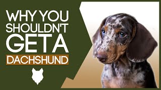 DACHSHUND 5 Reasons You SHOULD NOT GET a Dachshund Puppy [upl. by Shotton246]