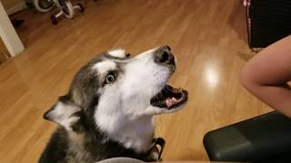 Siberian Husky Howling to His Own Video [upl. by Ron]