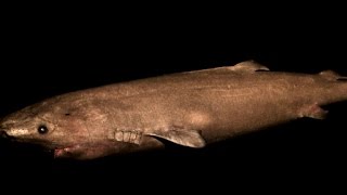 Greenland Shark The Shark That’s Twice As Old As America [upl. by Enitram611]