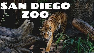 San Diego Zoo  Walking Tour 4K [upl. by Aciemaj784]