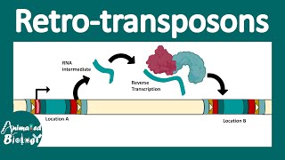 Retrotransposons  Retroviral retro transposon  Non LTR retrotransposon  LINEs and SINEs  molbio [upl. by Tfat]