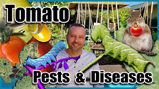 Tomato Pests amp Diseases and How to Fix Them With Organic Solutions [upl. by Adnoek]