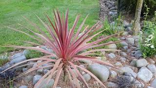 Ep8This weeks feature plant Cordylines [upl. by Nirol]