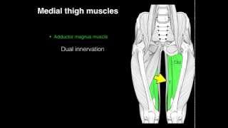 Medial compartment thigh muscles [upl. by Yedsnil302]