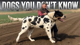 10 Most Unknown Working Dog Breeds [upl. by Weirick]