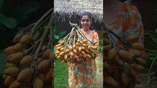 Ceylon Traditional Chewing Betel Nut 🥵  flavorkitchen chewing viralvideo shorts [upl. by Arocal46]