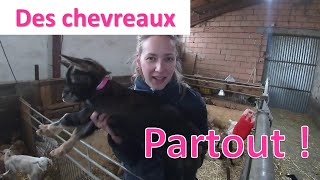 Les chevreaux sont là  mises bas 2023 [upl. by Zetnauq791]