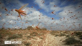 Locust swarms stretching kilometres devour Indian crops  The World [upl. by Aylmar]