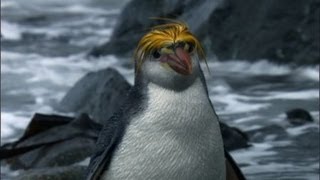 Royal quotPengwingsquot Penguins  Benedict Cumberbatch narrates South Pacific  BBC Earth [upl. by Kally]