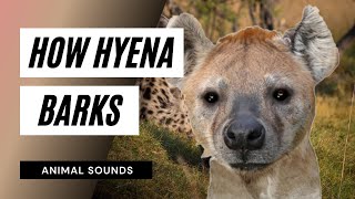 The Animal Sounds Hyena Barks  Sound Effect Animation [upl. by Leclair549]