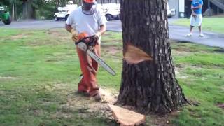 bent tree tree cutting [upl. by Myo]