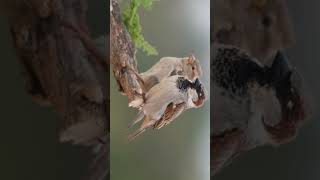 House Sparrow Passer domesticus  Sparrow Family  Observed in Description [upl. by Leemaj]