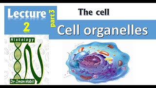 2c Cell organelles Part 3Golgi endosomes and lysosomesCellHistology [upl. by Alema]