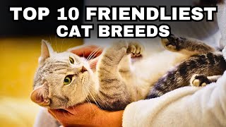 Top 10 Friendliest Cat Breeds [upl. by Honebein]