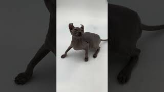 Edelweiss Sphynx fully naked available for adoption  Purebred Kitties Purebred Kitties [upl. by Gee]