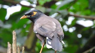 Common Myna Bird Call  Indian Myna Bird Sound [upl. by Arrak]