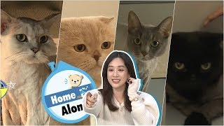 Jung Ryeo Won Started Living With Her Four Cats Home Alone Ep 261 [upl. by Zak]