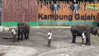 Gajah Atraksi  Lembang Park Zoo [upl. by Amoakuh]