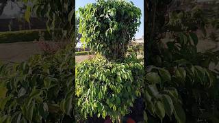 Ficus benjamina pruning  Ficus  Hedge [upl. by Niuq]