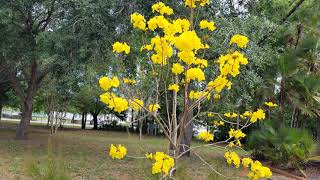 Yellow Trumpet Trees Tabebuia Chrysotricha First bloom [upl. by Atiuqan]