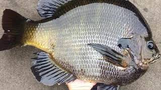 Biggest Bluegill in the world [upl. by Nongim]