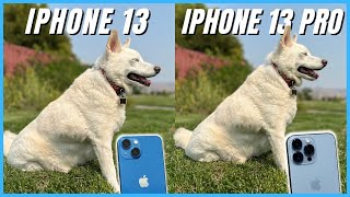 iPhone 13 vs iPhone 13 Pro Camera Comparison  Whats the difference [upl. by Rothmuller]