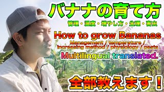 【バナナ】栽培者がとことん解説！育て方や栽培環境，バナナの生理生体，害虫，現在のホットな話題まで Expert growers teach How to grow bananas [upl. by Roots]